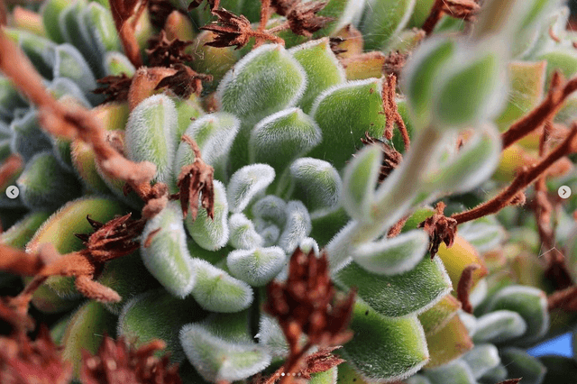 Nature photography - macro shot