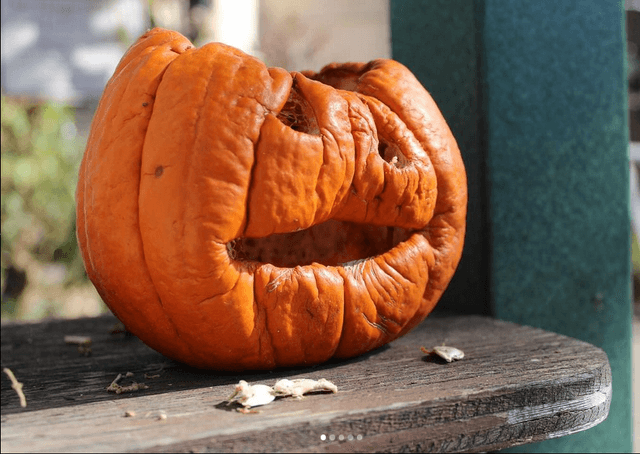 Professional photography showcase